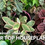 All About Inside - Top Houseplants