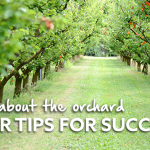 All about the orchard