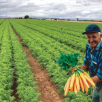 Meet our carrot farmers