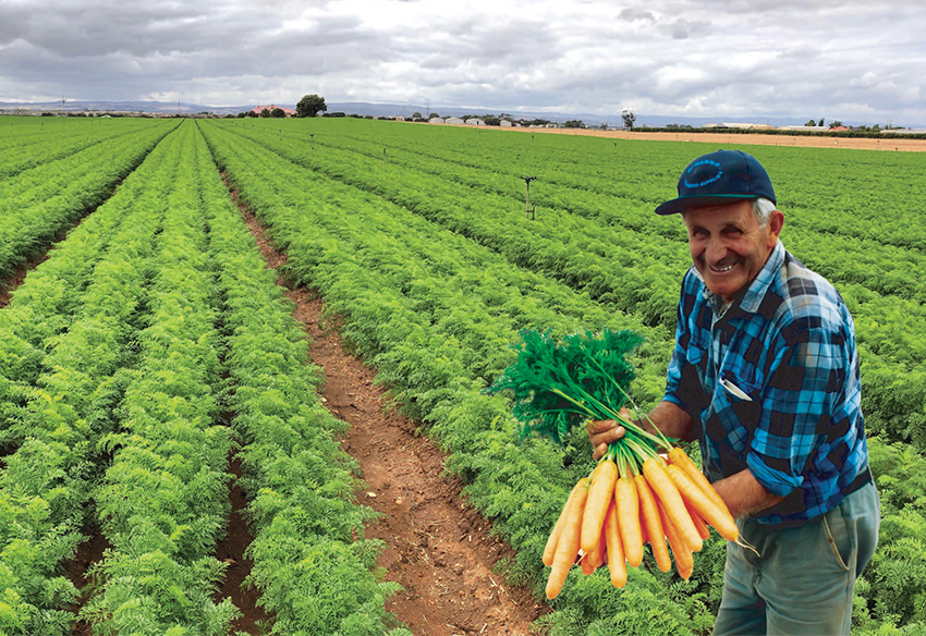 Carrot Farm