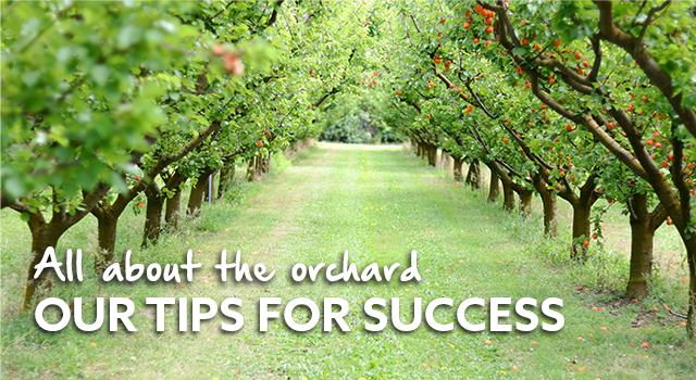 All about the orchard